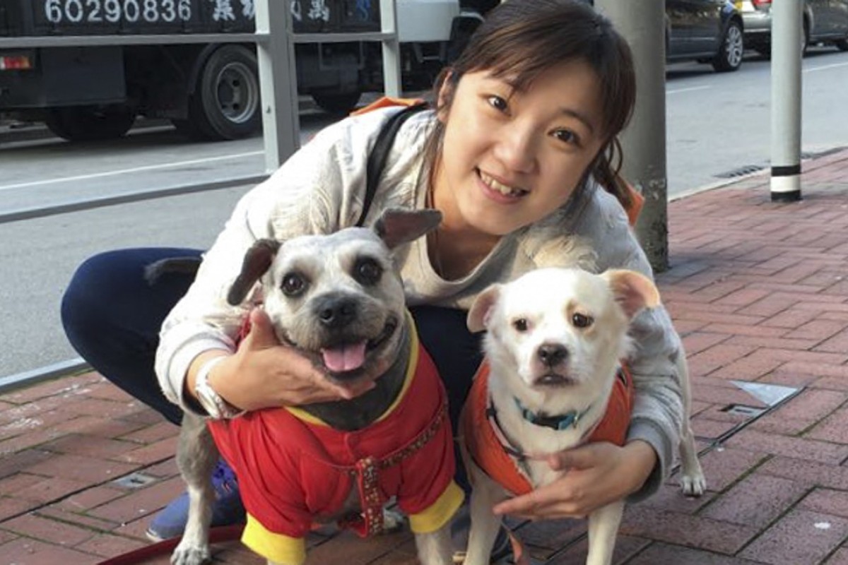 Why there is a rift between Hong Kong vets and pet owners | South China