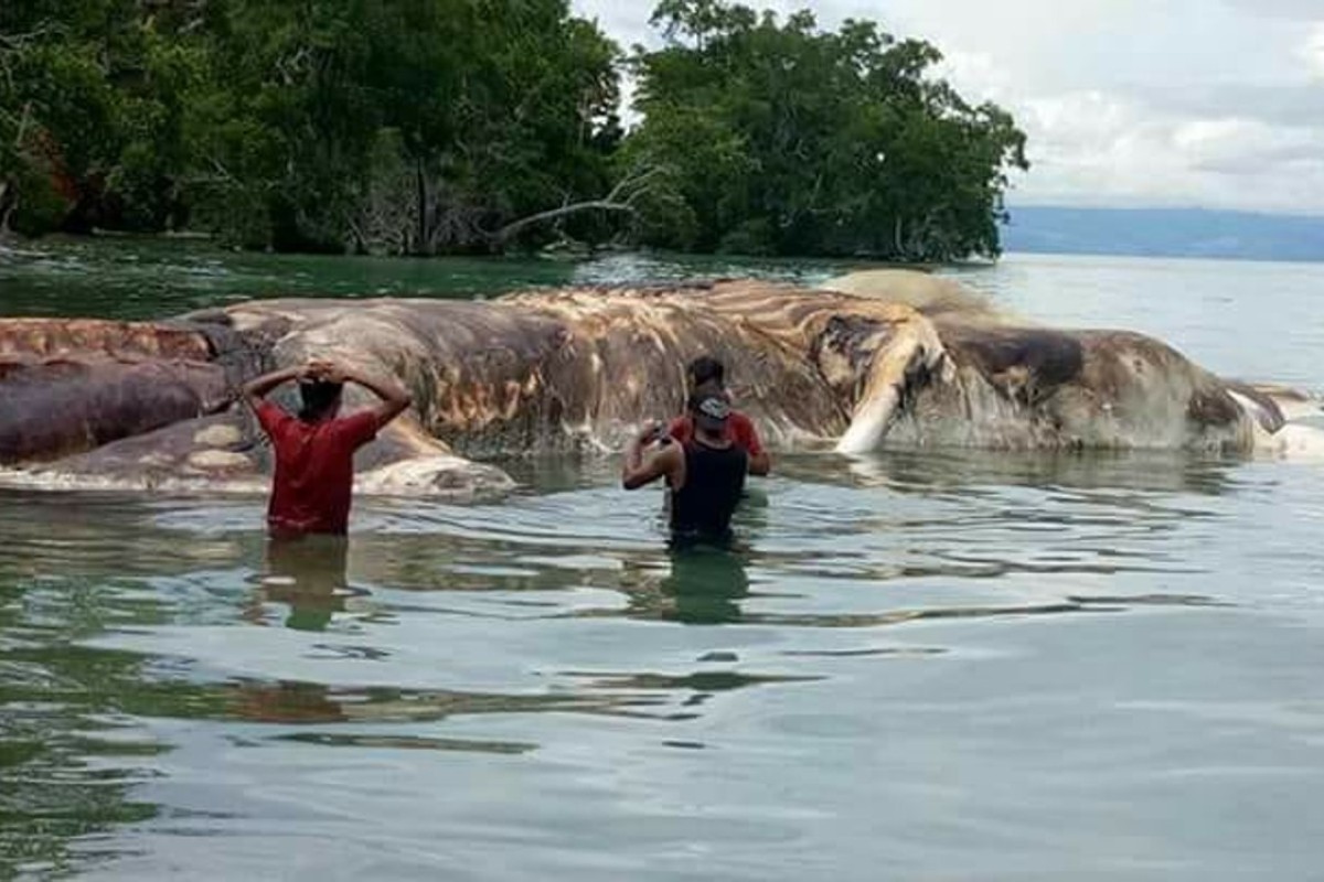 Scientists Identify Massive Sea Monster That Washed Ashore On Indonesian Island South China Morning Post