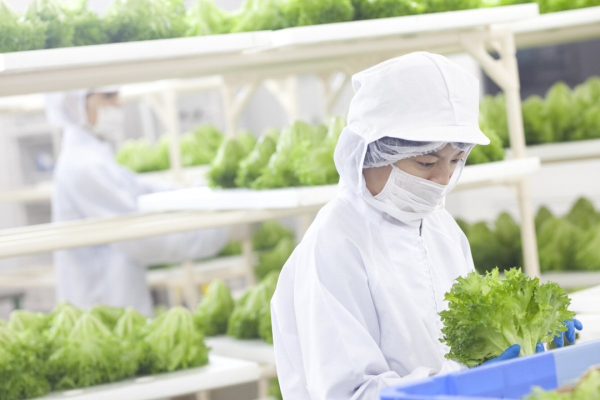 The Future Of Farming Japan Goes Vertical And Moves Indoors