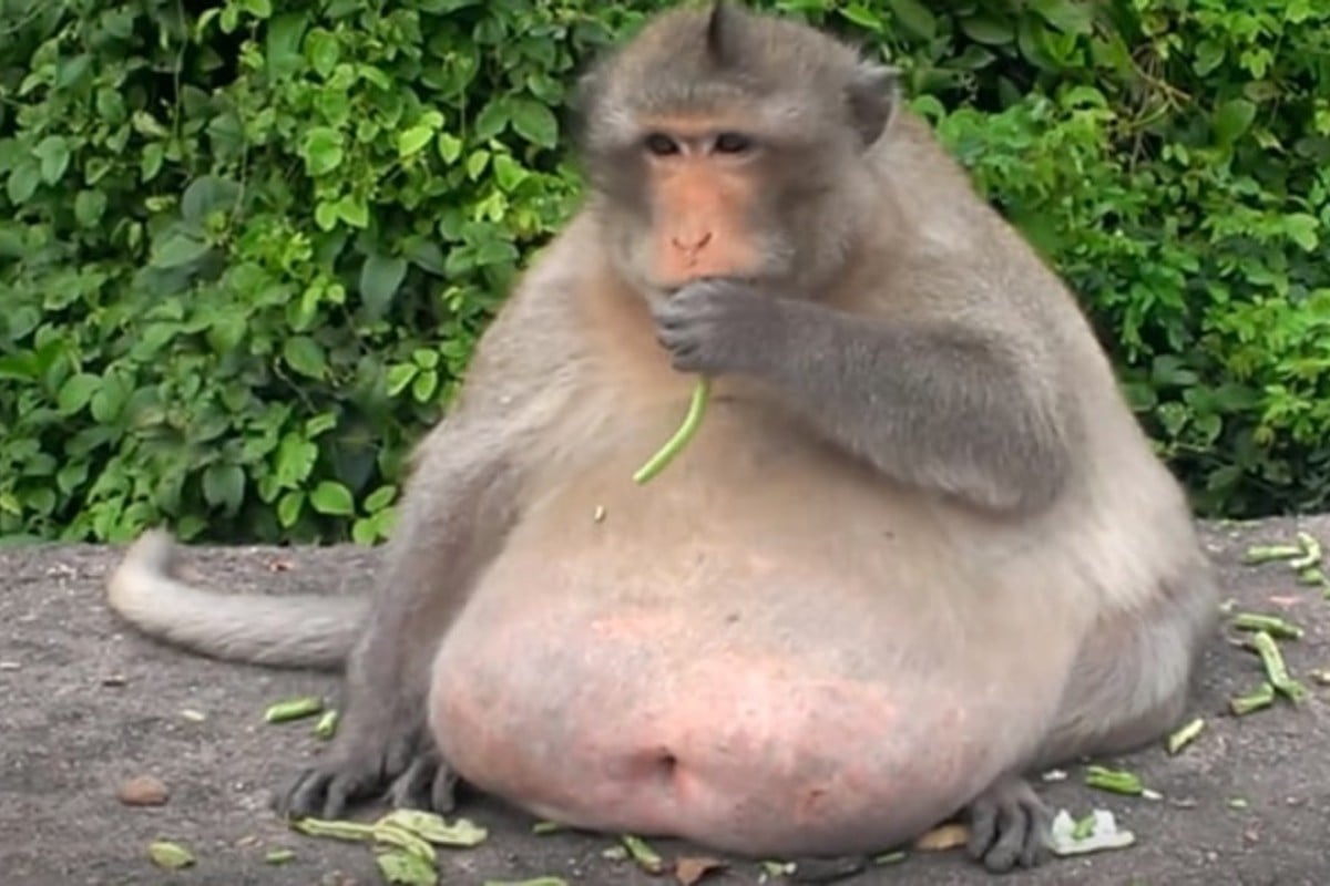 Monkey A Monkey A