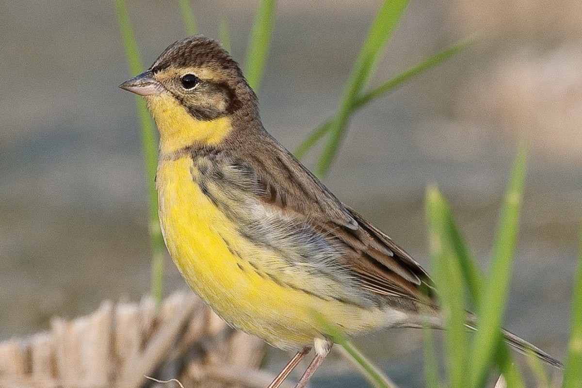 Common Wild Bird Now Endangered Thanks To Chinese Gourmets