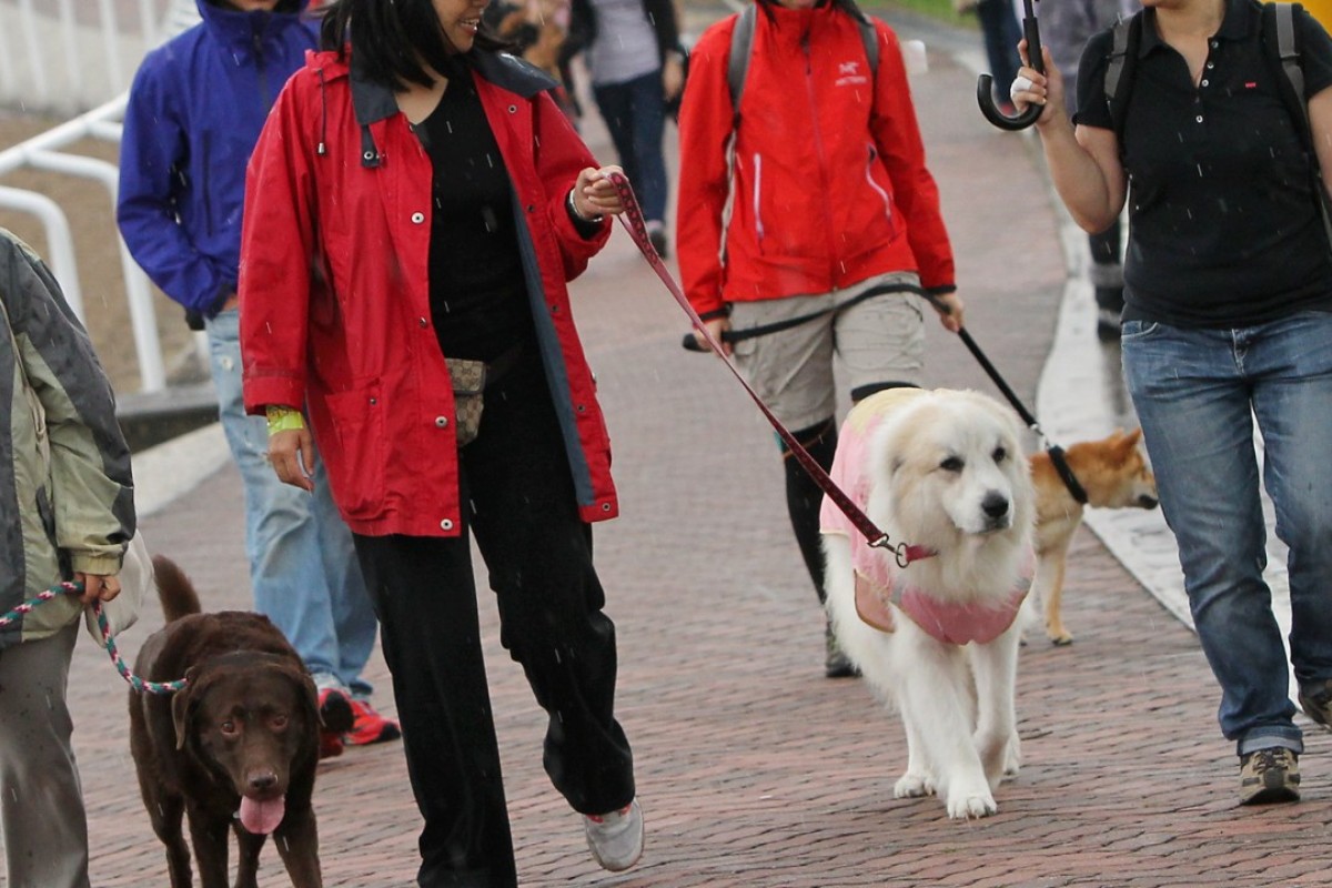 Outdated law is a barrier to developing an animal-friendly Hong Kong