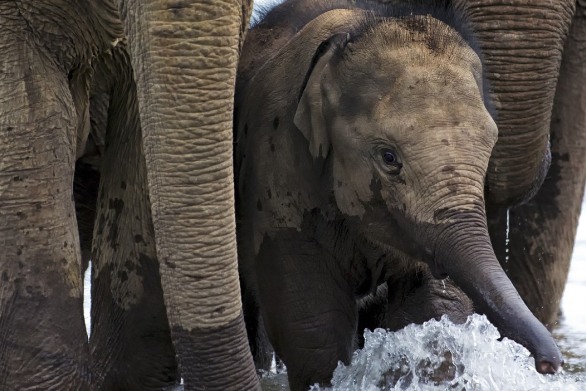 Elephant Tourism In Laos How One Ecotourism Start Up