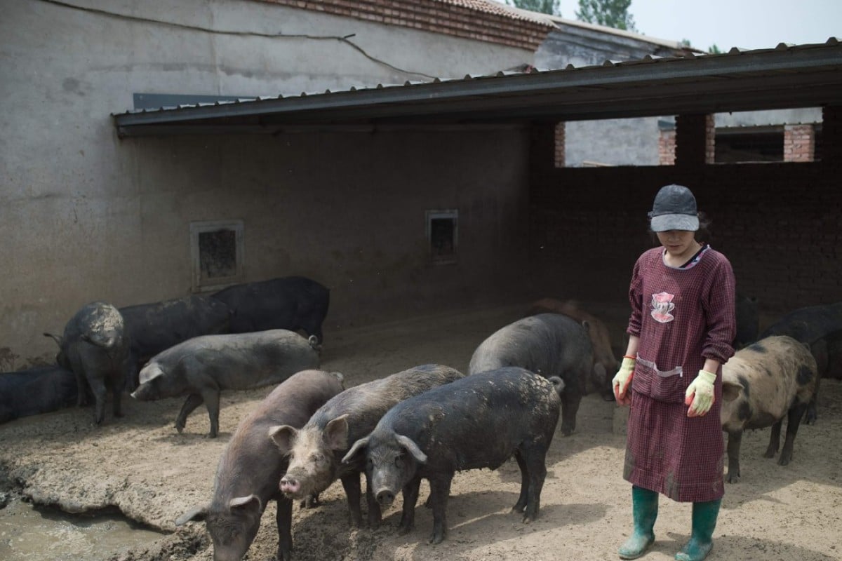 China’s 'backyard' pig farmers squeezed as sector scales up South