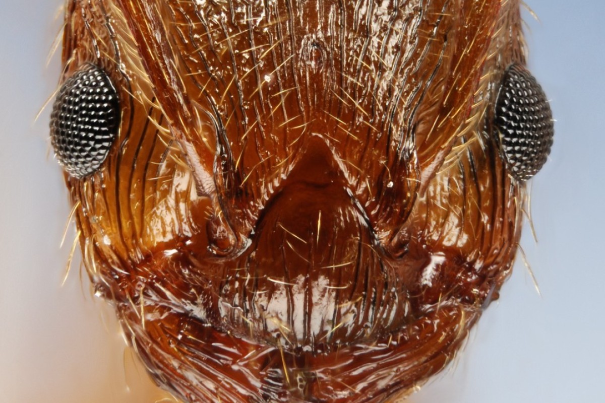 Worse Than Redback Spiders The Chinese Insect Invasion
