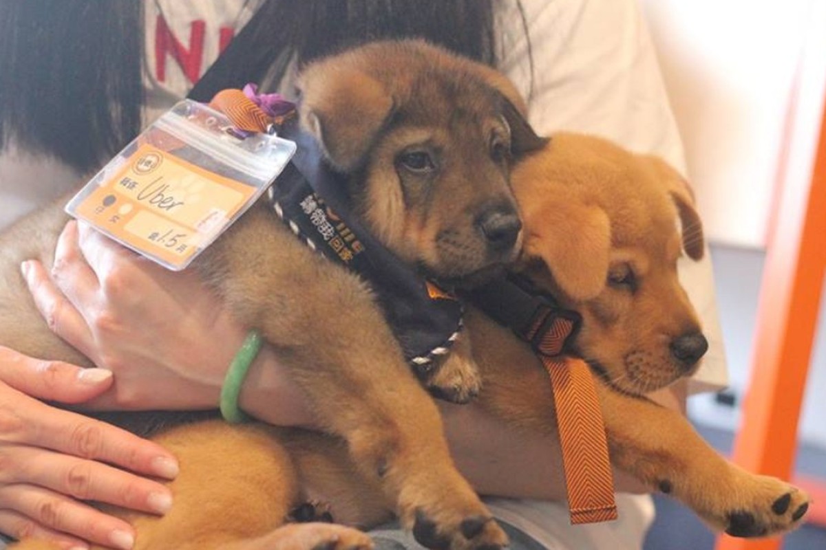 Young Hong Kong pet protection group goes extra mile to match animals