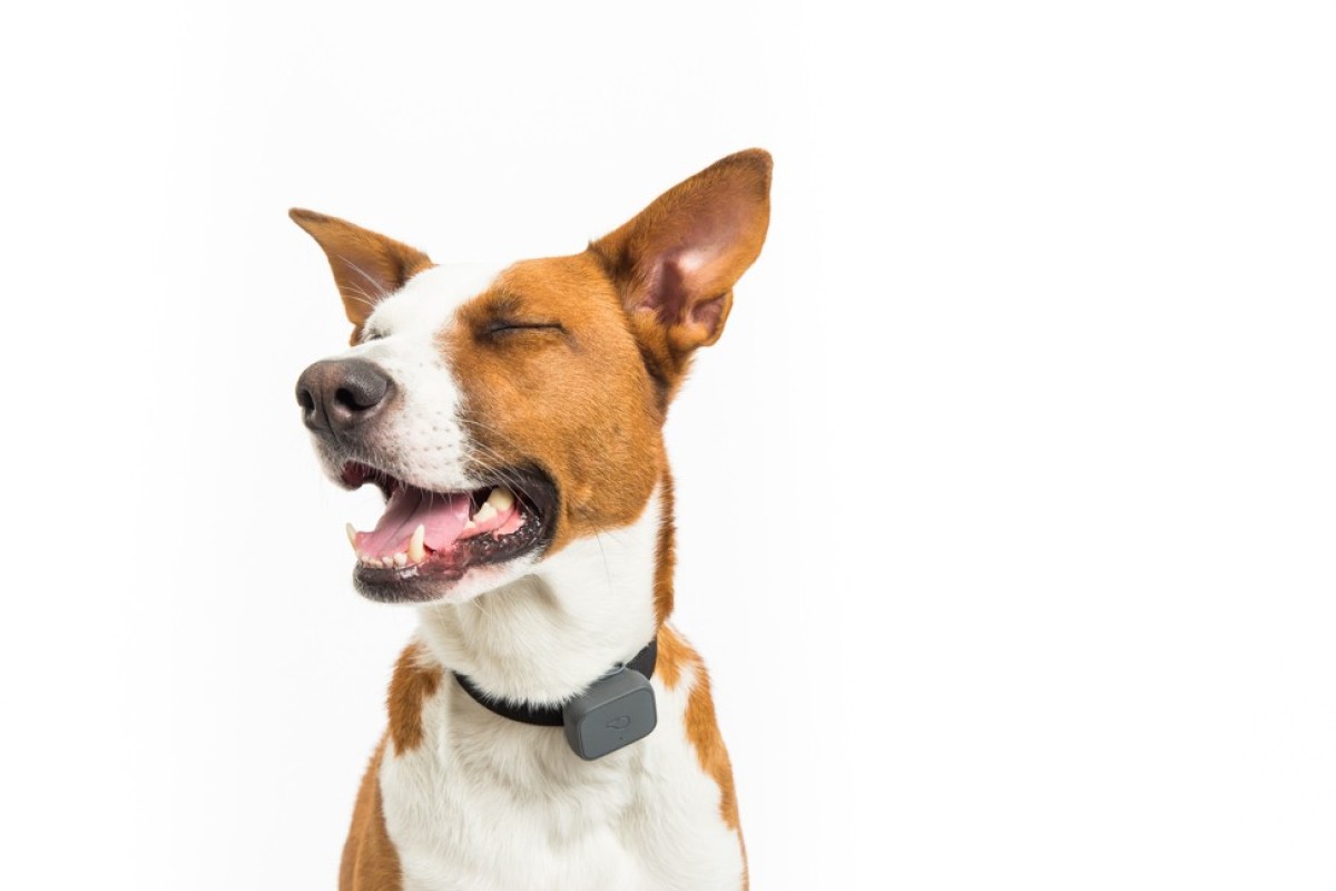whistle dog tracker phone number