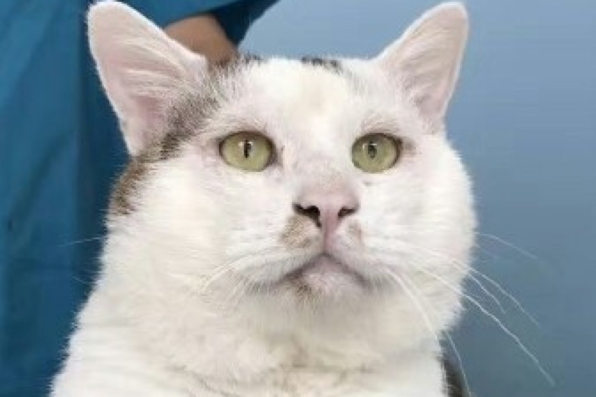 Stray Cat Shoots To Cyberstardom In China After Double Eyelid