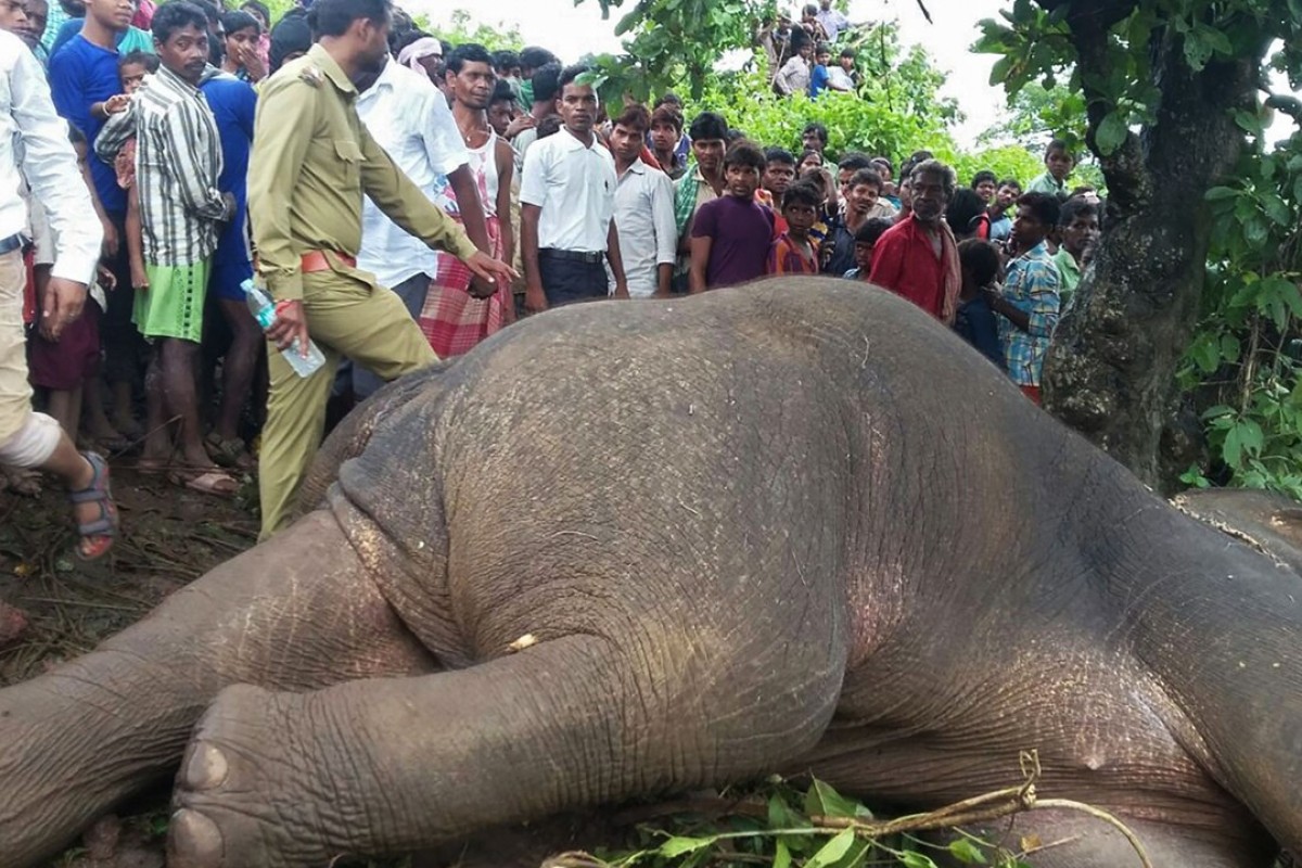 Hunter fells rogue elephant that killed 15 people in India | South