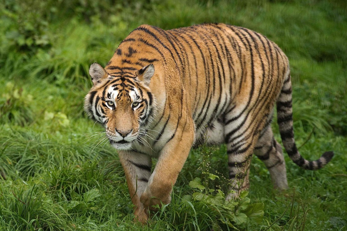 Siberian Tiger Population In China - Rizop