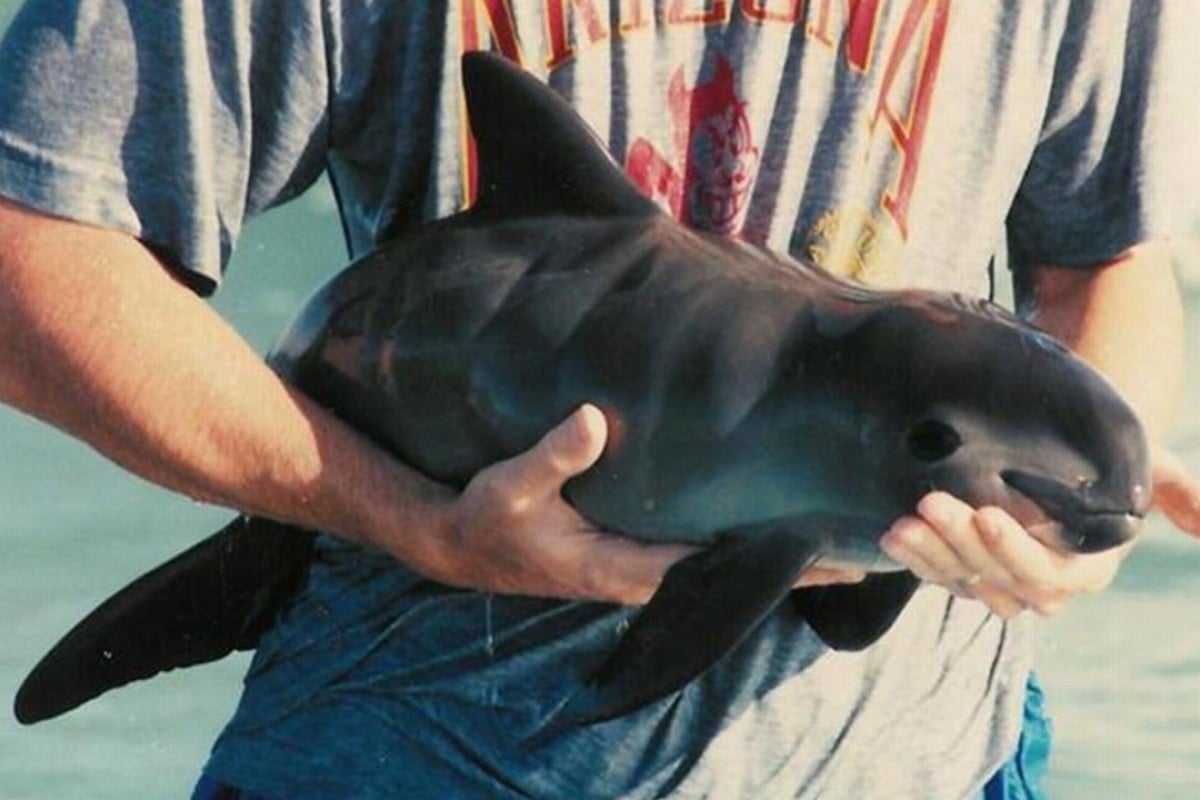 US Navy dolphins set to begin desperate bid to save the tiny vaquita