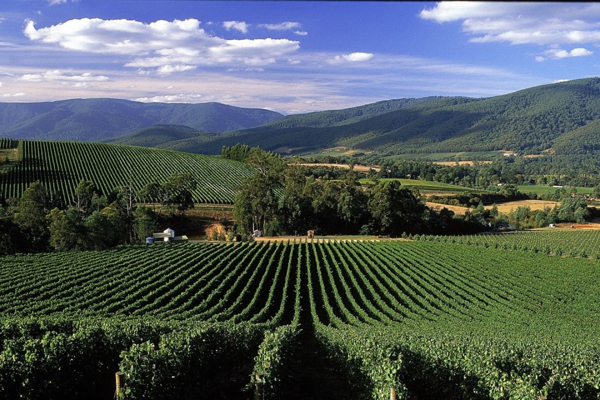 Why Australian wines are storming America’s shores | South China ...