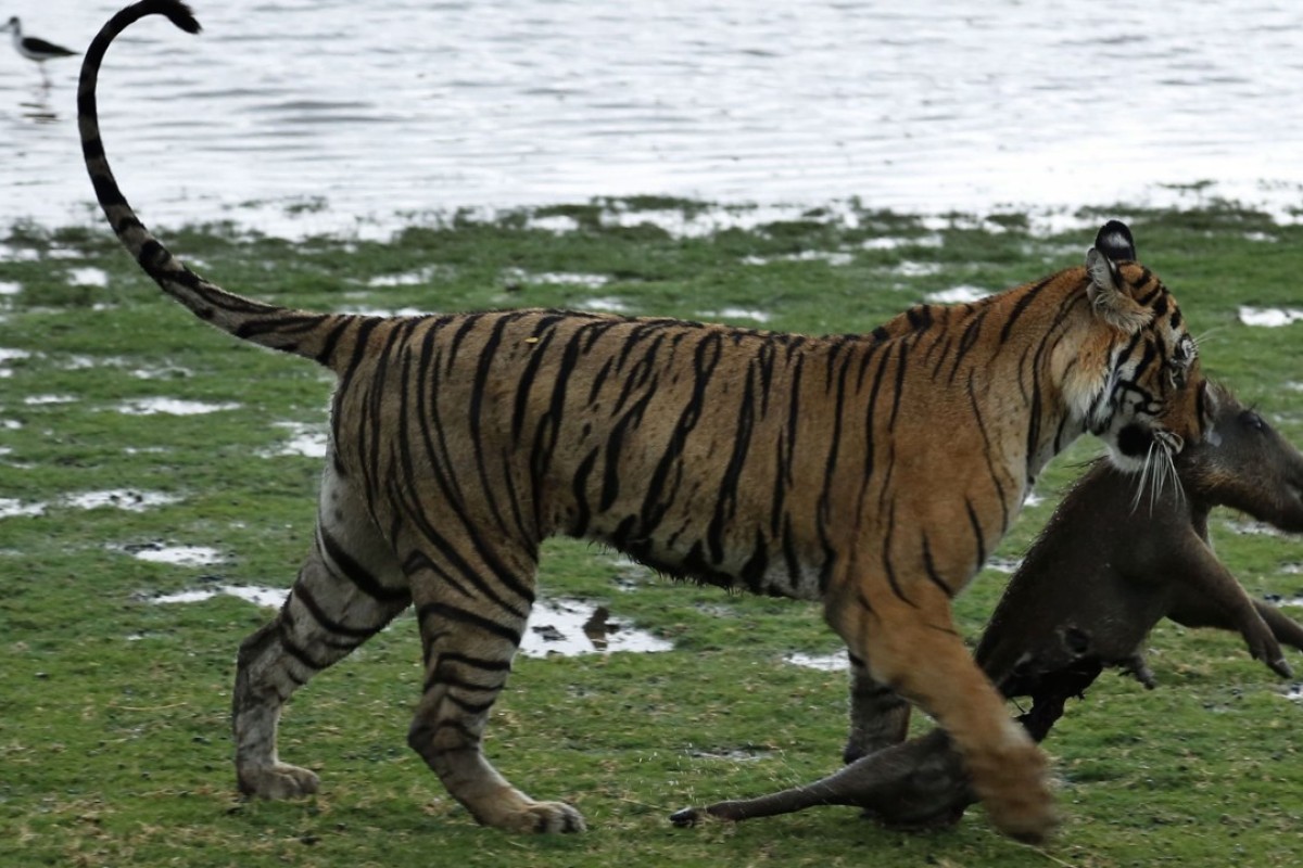 Tiger That Killed Four Indian Villagers Dies After Straying