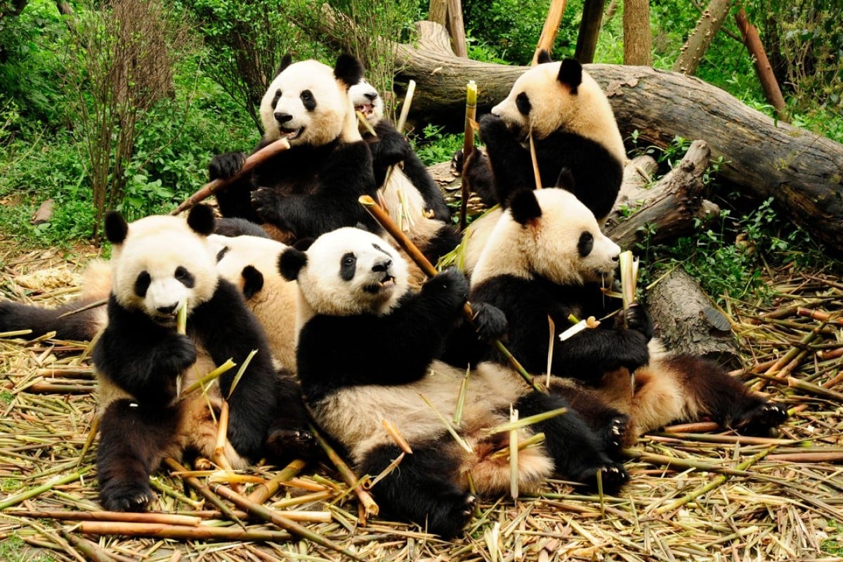 The Best Things To Do On A Chengdu Visit It S Not All