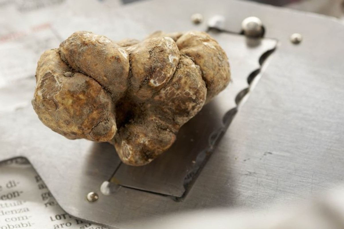 Italian white truffle prices mushroom after a dry start to season