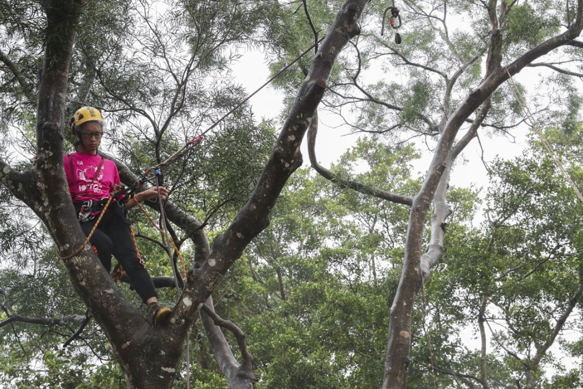 Tree Climbing Event Gives Hong Kong Arborists Rare
