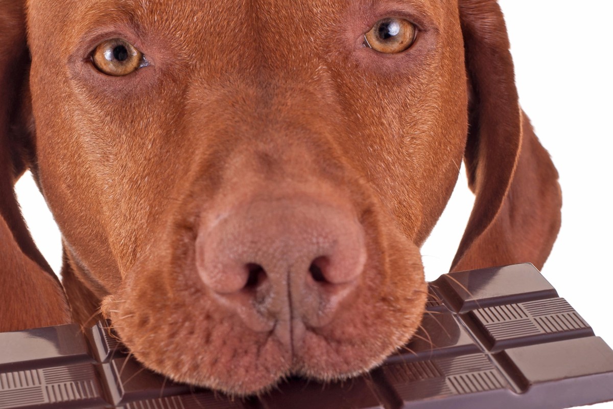 is vegan chocolate poisonous to dogs