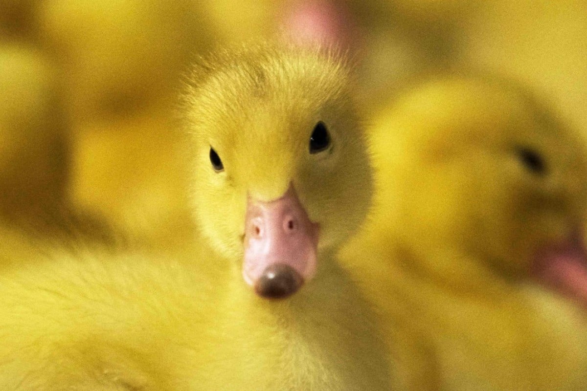 Why milkshake Duck Is The Word Of The Year For An Australian why-milkshake-duck-is-the-word-of-the-year-for-an-australian