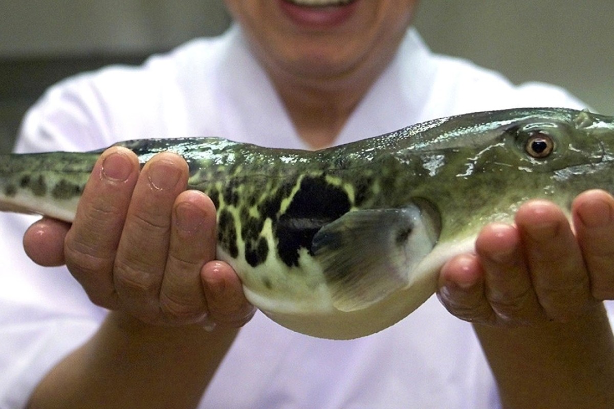 japanese puffer fish for sale