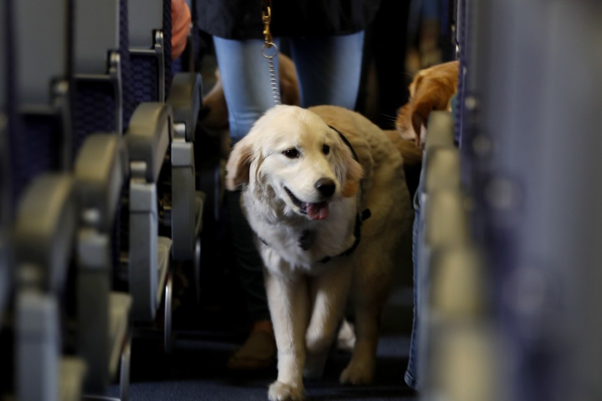 Taking your dog on Delta Air Lines? They’d better be welltrained