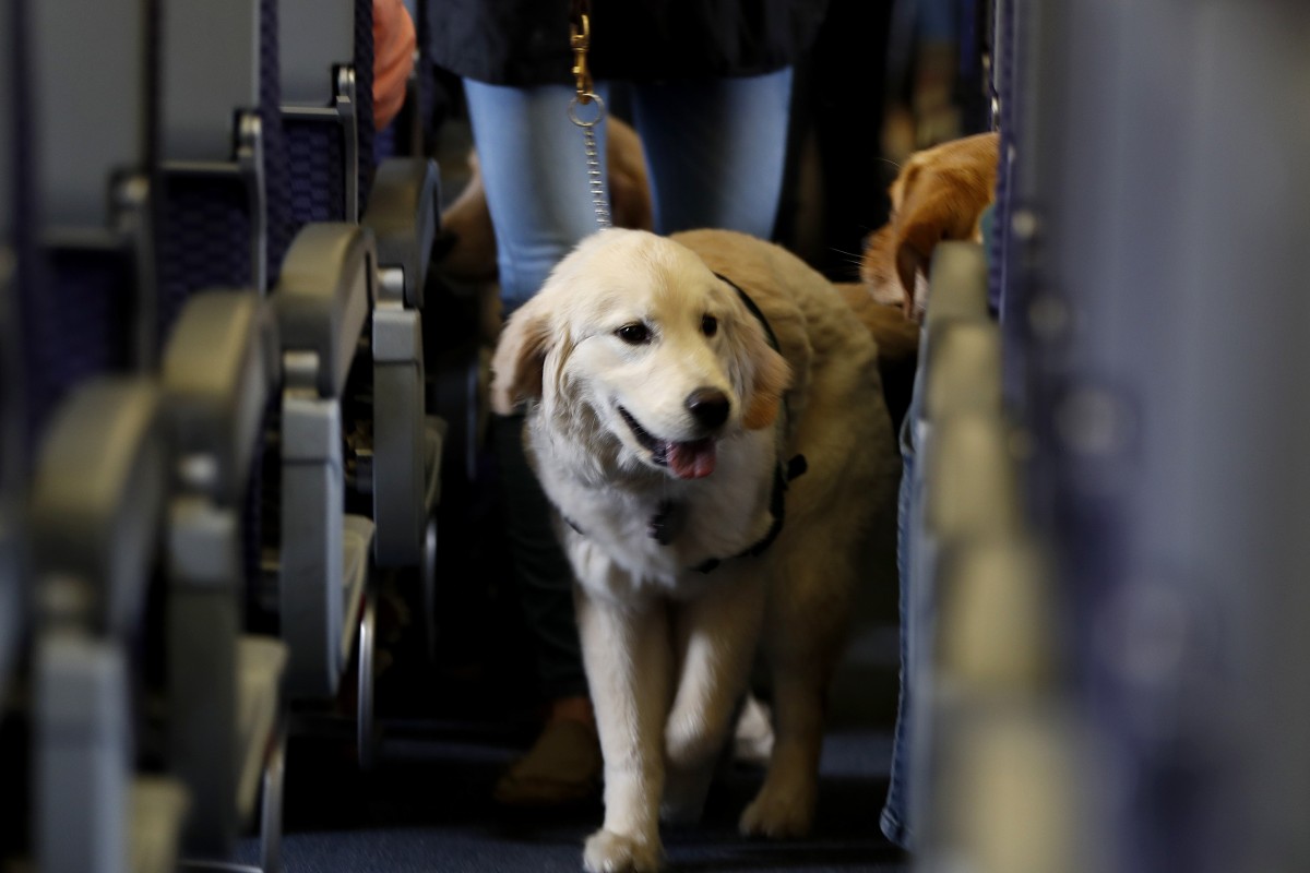 Delta is asking customers to confirm their dogs are trained, after complaints about animals biting or peeing and pooping doubled since 2016.