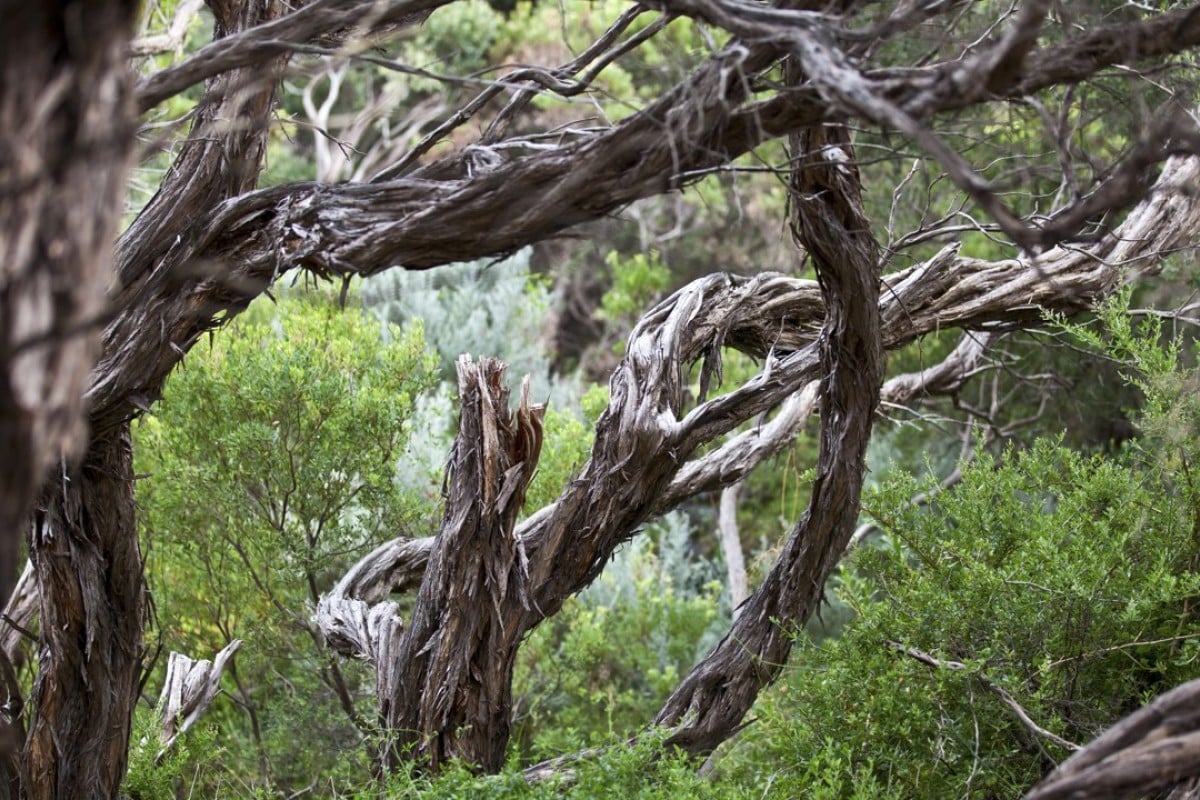 Like Us Australian Trees Are Sweating To Survive Extreme