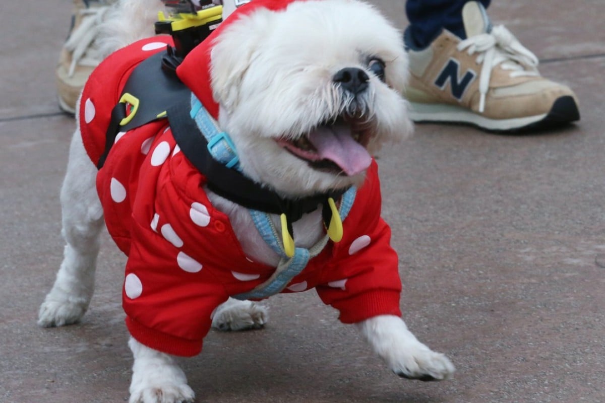 Do Hong Kong Dogs Really Need Boots Jumpers Strollers Vets Give