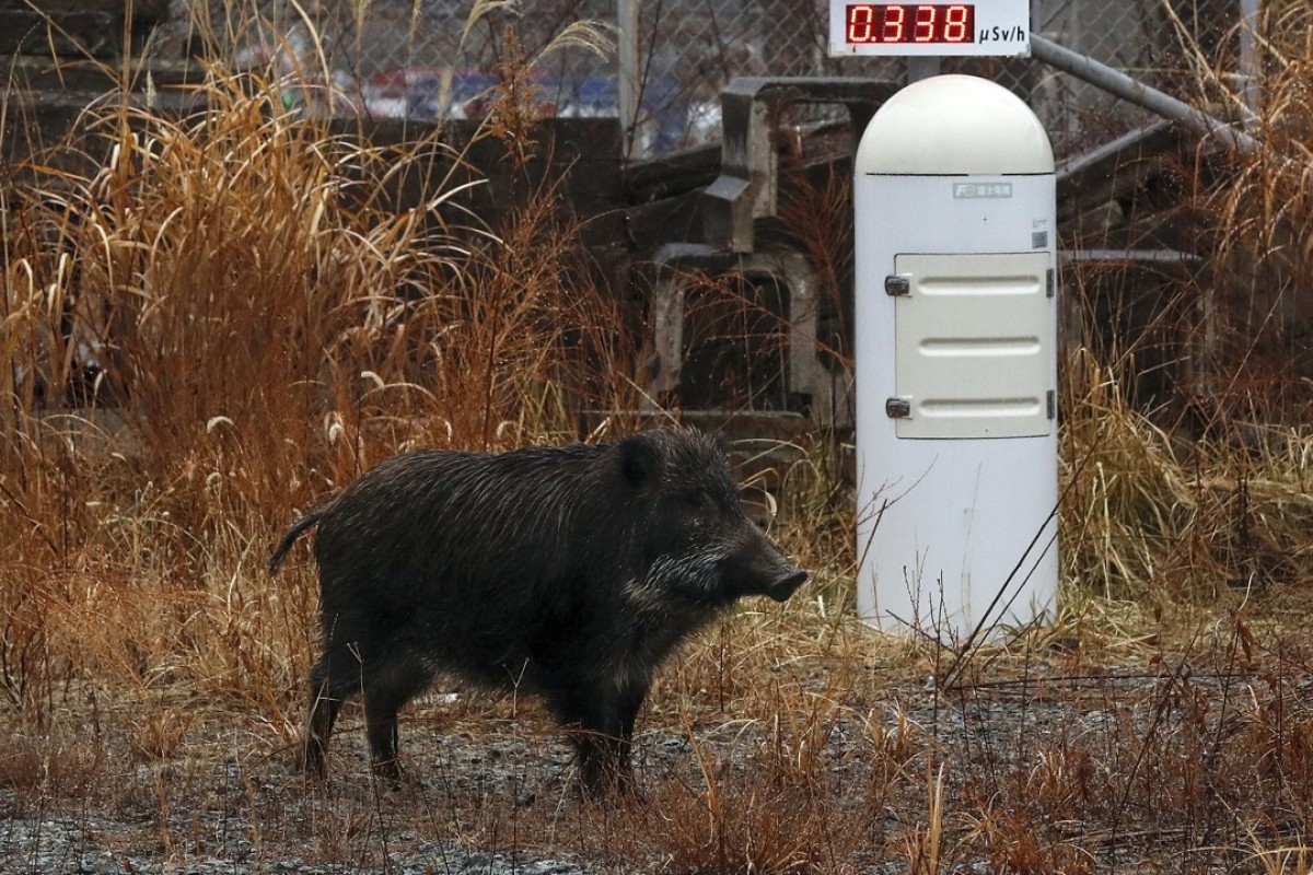 Wild Boars Are Taking Over Japan S Small Towns And Residents Are Either Too Old Or Too Few To Scare Them Away South China Morning Post Wild Boars Are Taking Over Japan S Small Towns And Residents Are Either Too Old Or Too Few To Scare Them Away South China Morning Post