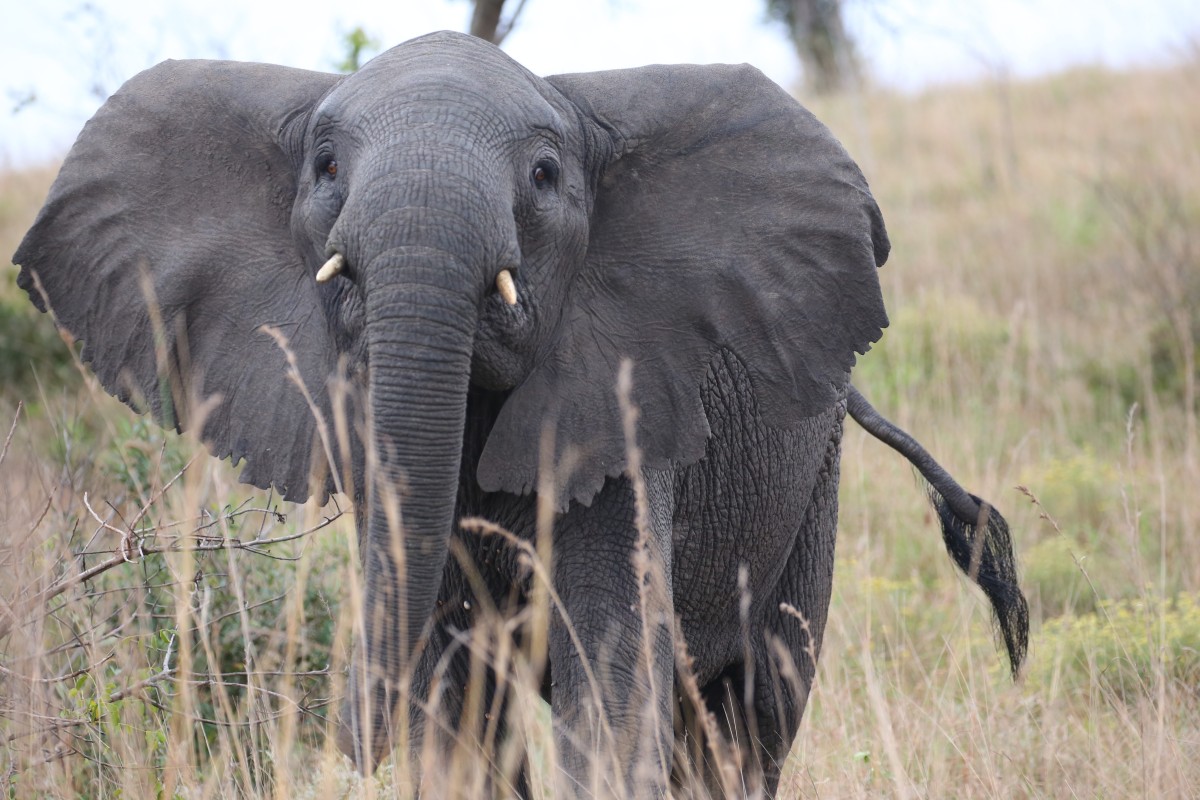 African Wildlife Reserve Recovers From Ruin Of War With