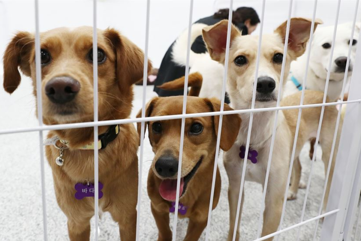 ‘Dog paparazzi’ rule delayed indefinitely in South Korea South China