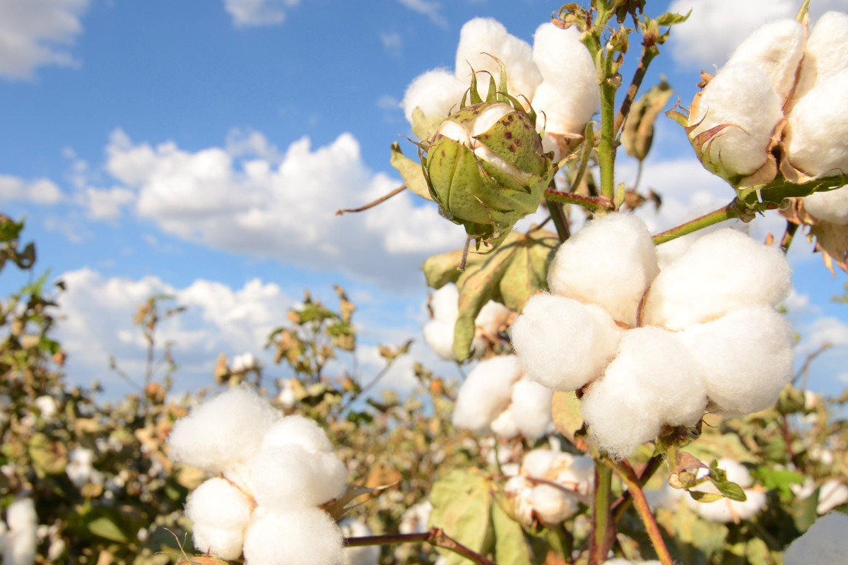 Chart of the day Support for Zhengzhou cotton South China Morning Post