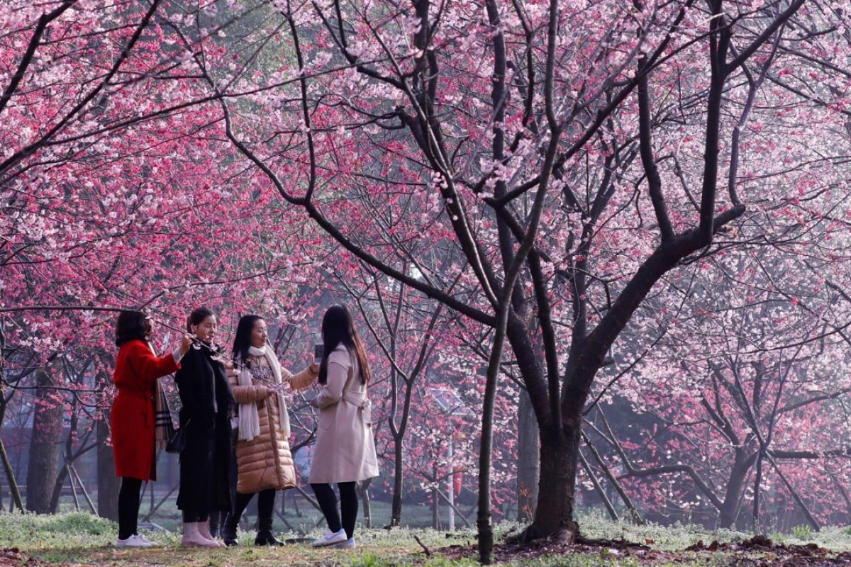 Cherry Blossom gratis online dating sites