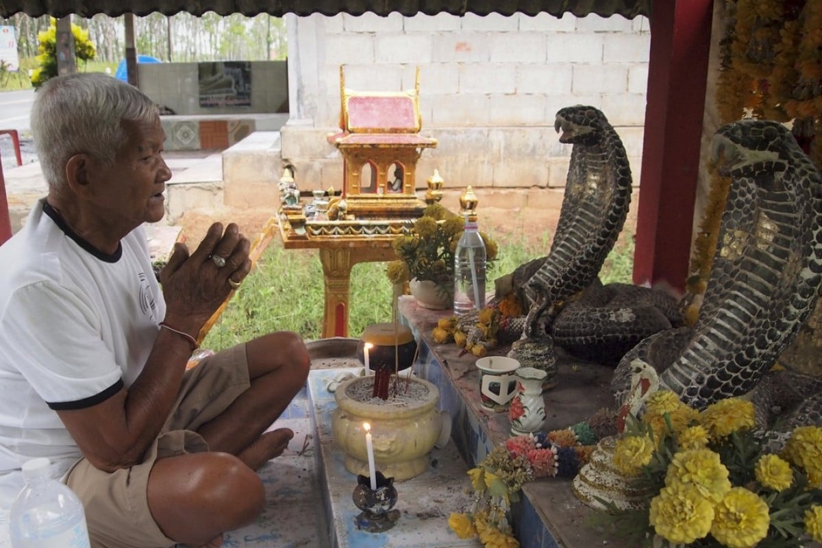 King Cobras In Thailand Why Some Villagers Worship The
