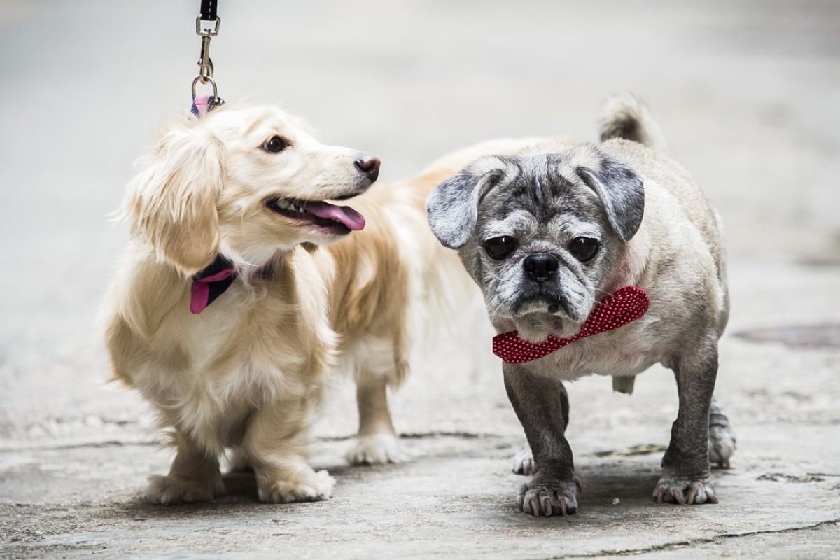 dog boots for dachshunds