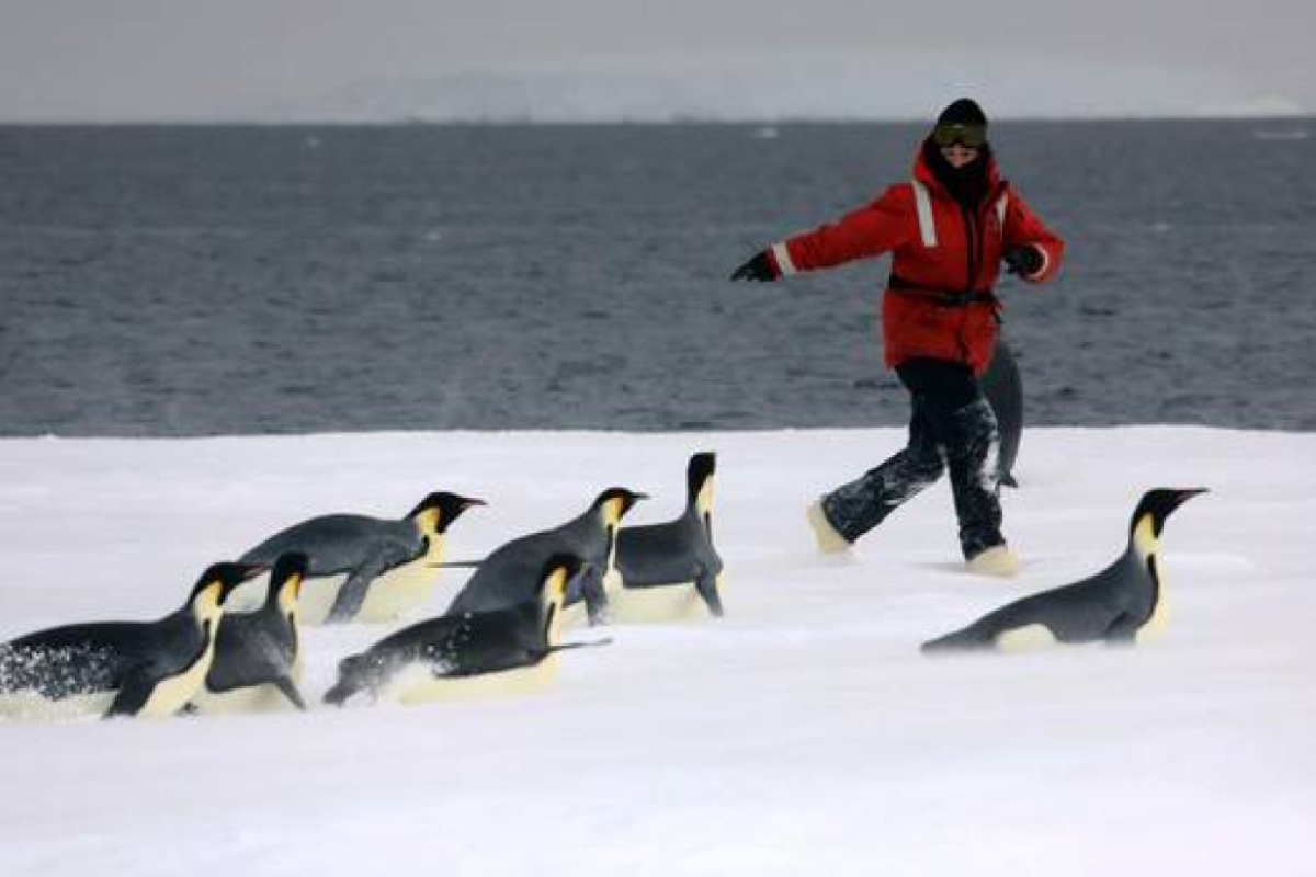 photo How To Spell Emperor Penguin emperor penguin behaviour is not black