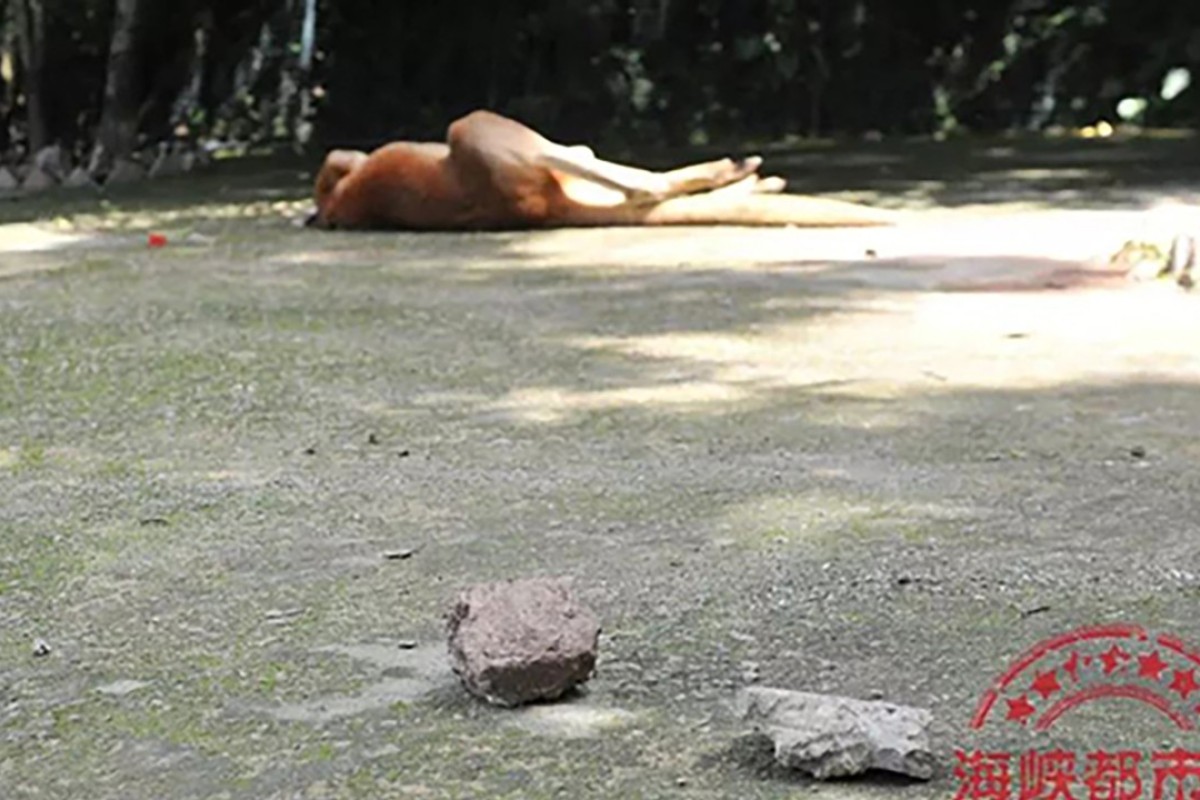 Chinese Tourists Kill Kangaroo Hurling Bricks To Make It - 