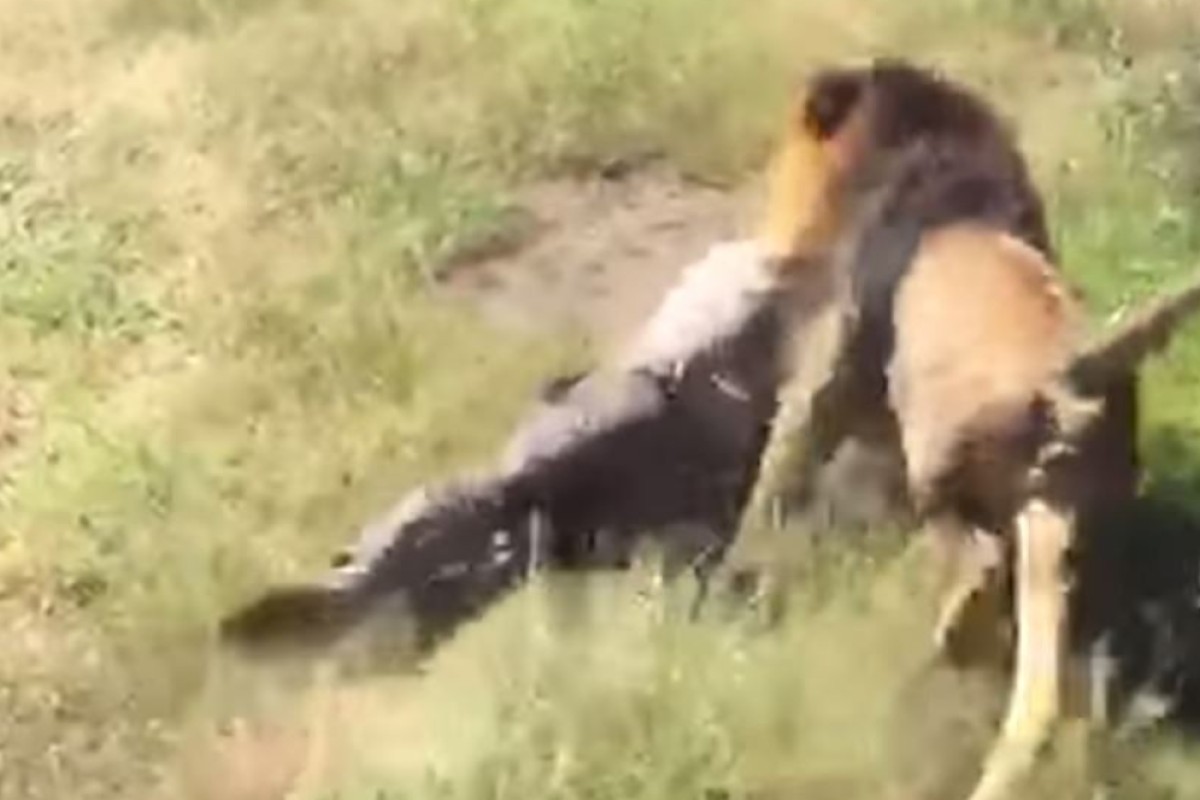 Shocking video shows man being mauled by lion after entering its enclosure  in South Africa | South China Morning Post