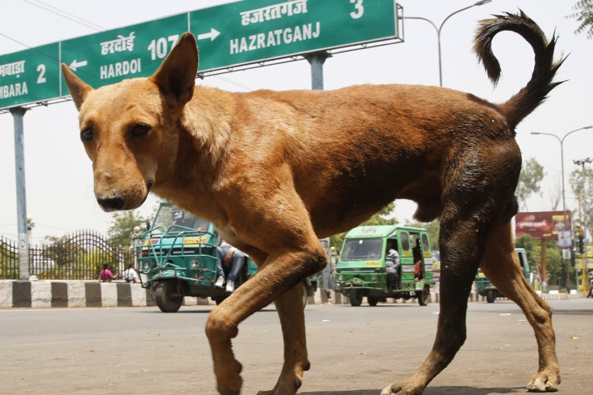 Is It Illegal To Kill Stray Dogs In India