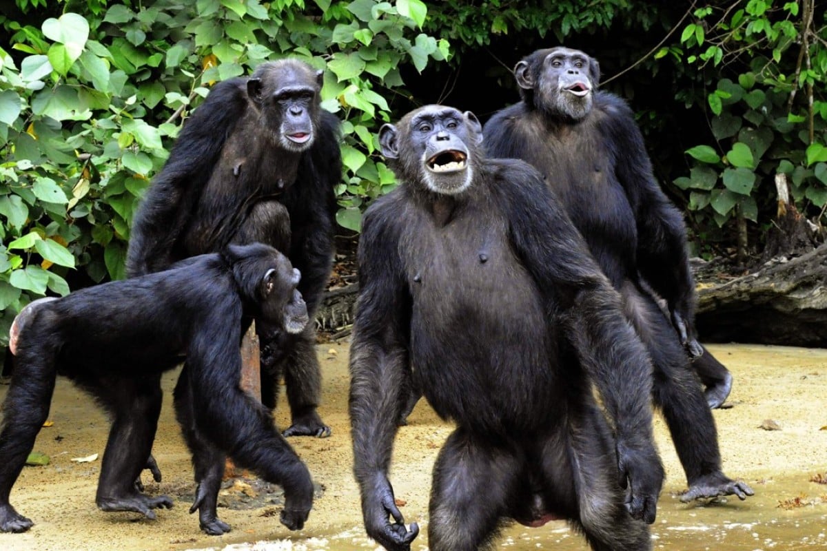 Chimpanzee nests have fewer faecal bacteria than human beds