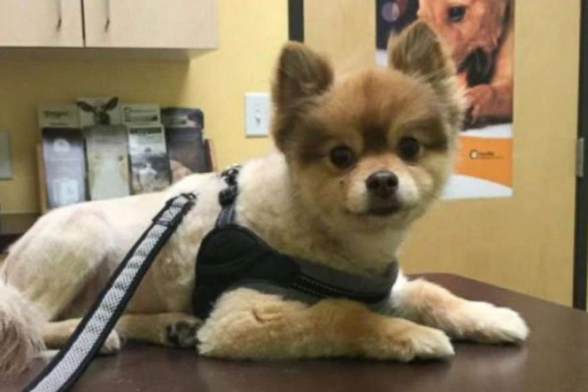 Dog Found Dead In Carrier During Delta Air Lines Layover