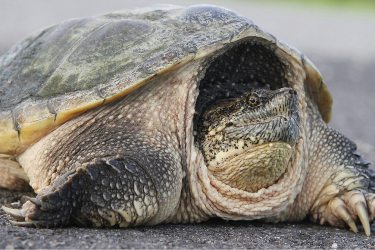 What Happened To The Teacher That Fed A Puppy To A Snapping Turtle