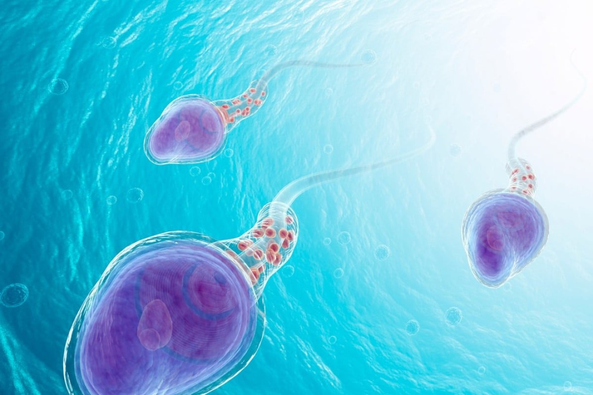 Comment augmenter votre nombre de spermatozoïdes et le maintenir: beaucoup de bons rapports sexuels ...