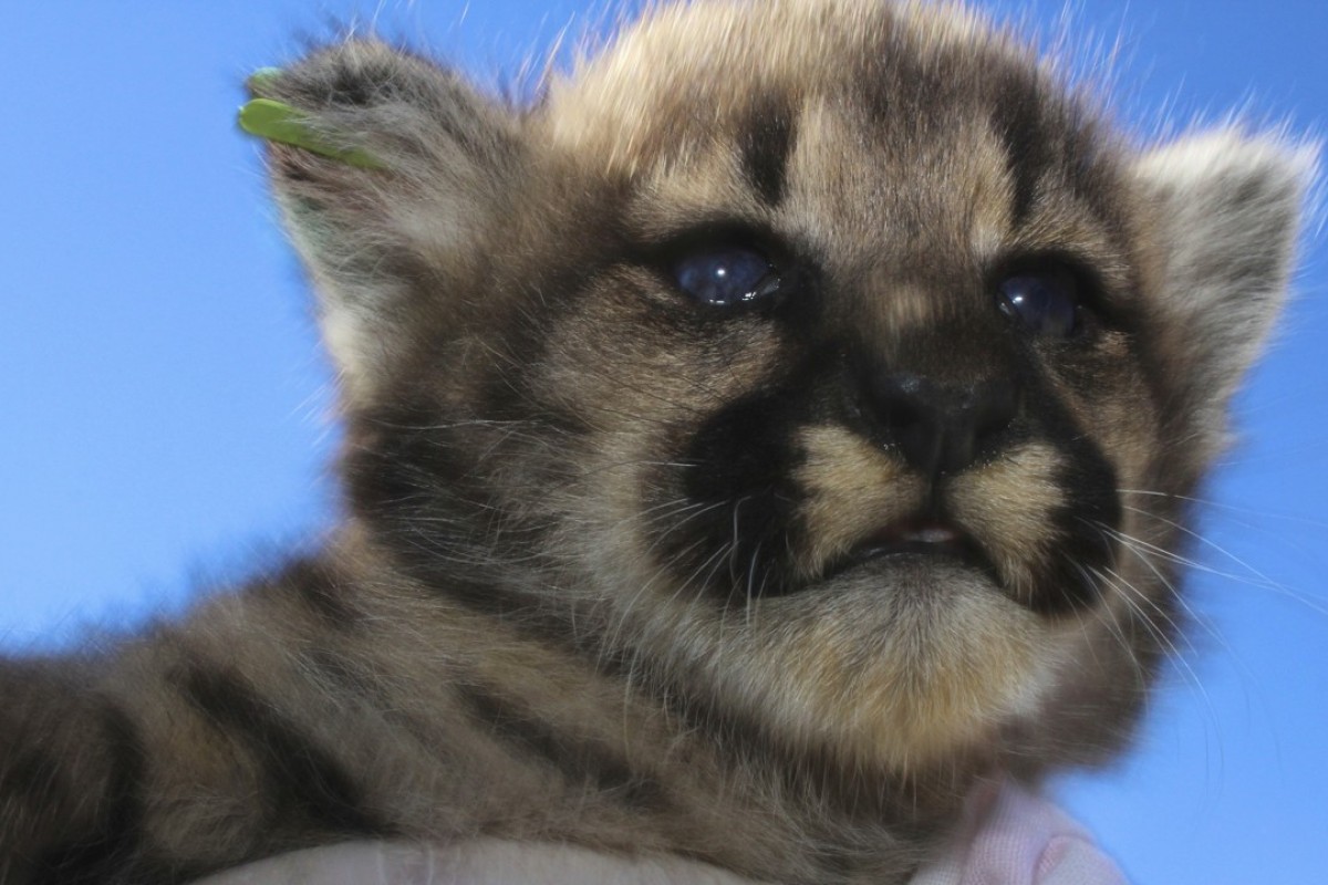 Four feisty felines: new mountain lion kittens found in California mountains  | South China Morning Post