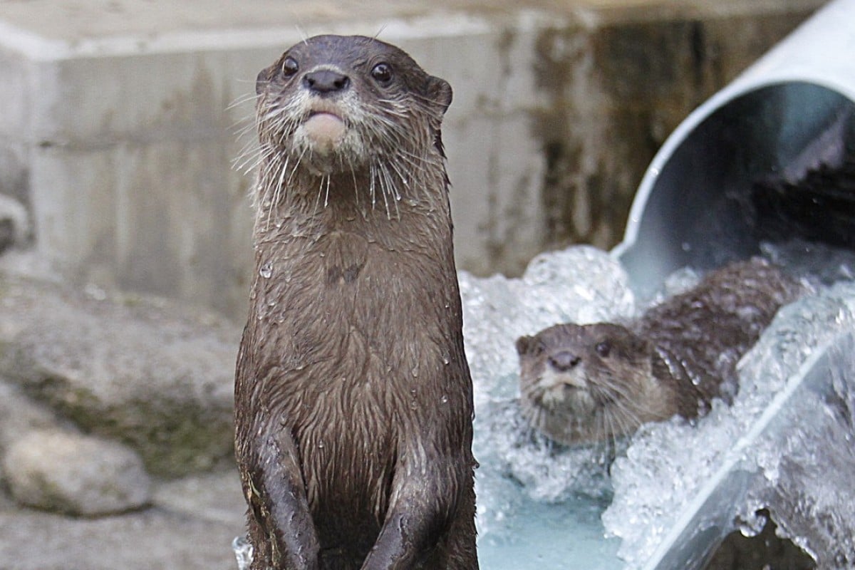 A river otter stands up after a go on the waterslide at Ichikawa Zoological and Botanical Garden in Ichikawa, east of Tokyo. Photo: AP