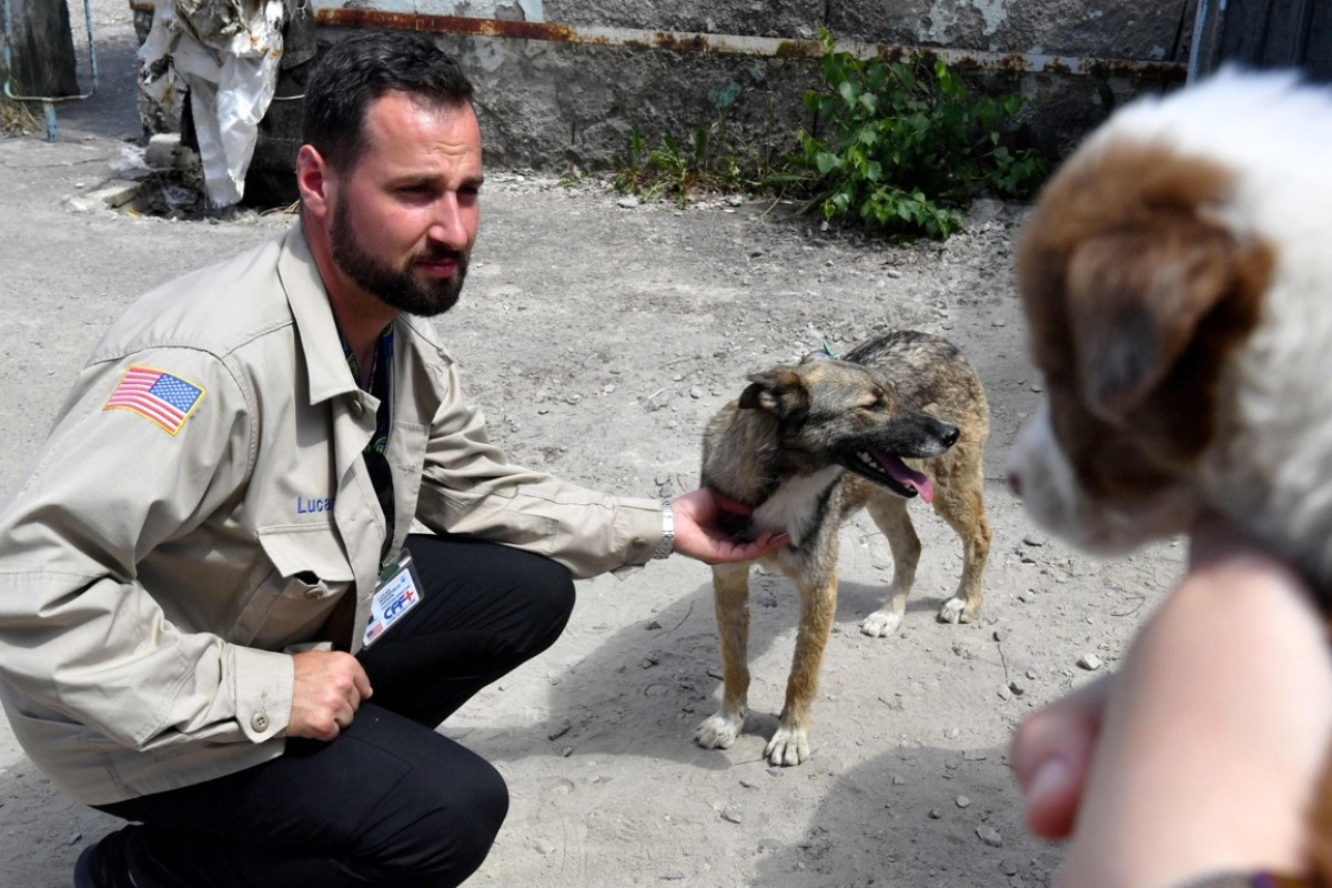 Atomic Dogs Chernobyl S Strays Being Groomed For New Life In Us South China Morning Post