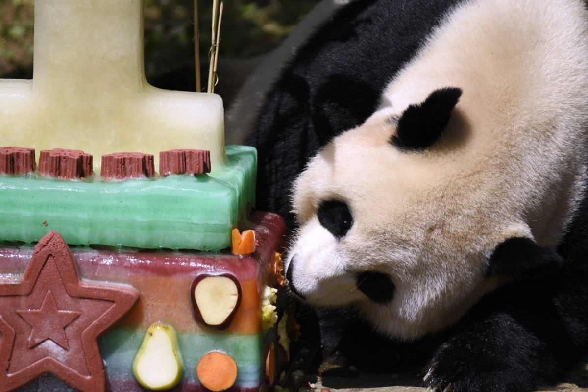 Is This Washington Panda Pregnant Doctors Are Hoping She
