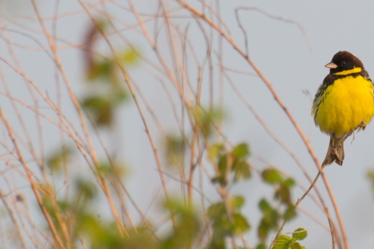 The Chinese Diners Eating A Rare Songbird Into Extinction And The Conservationists Fighting To Save The Yellow Breasted Bunting South China Morning Post