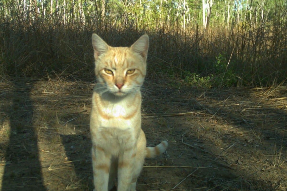 Rash Of Panther Sightings Is Starting To Irritate Australian