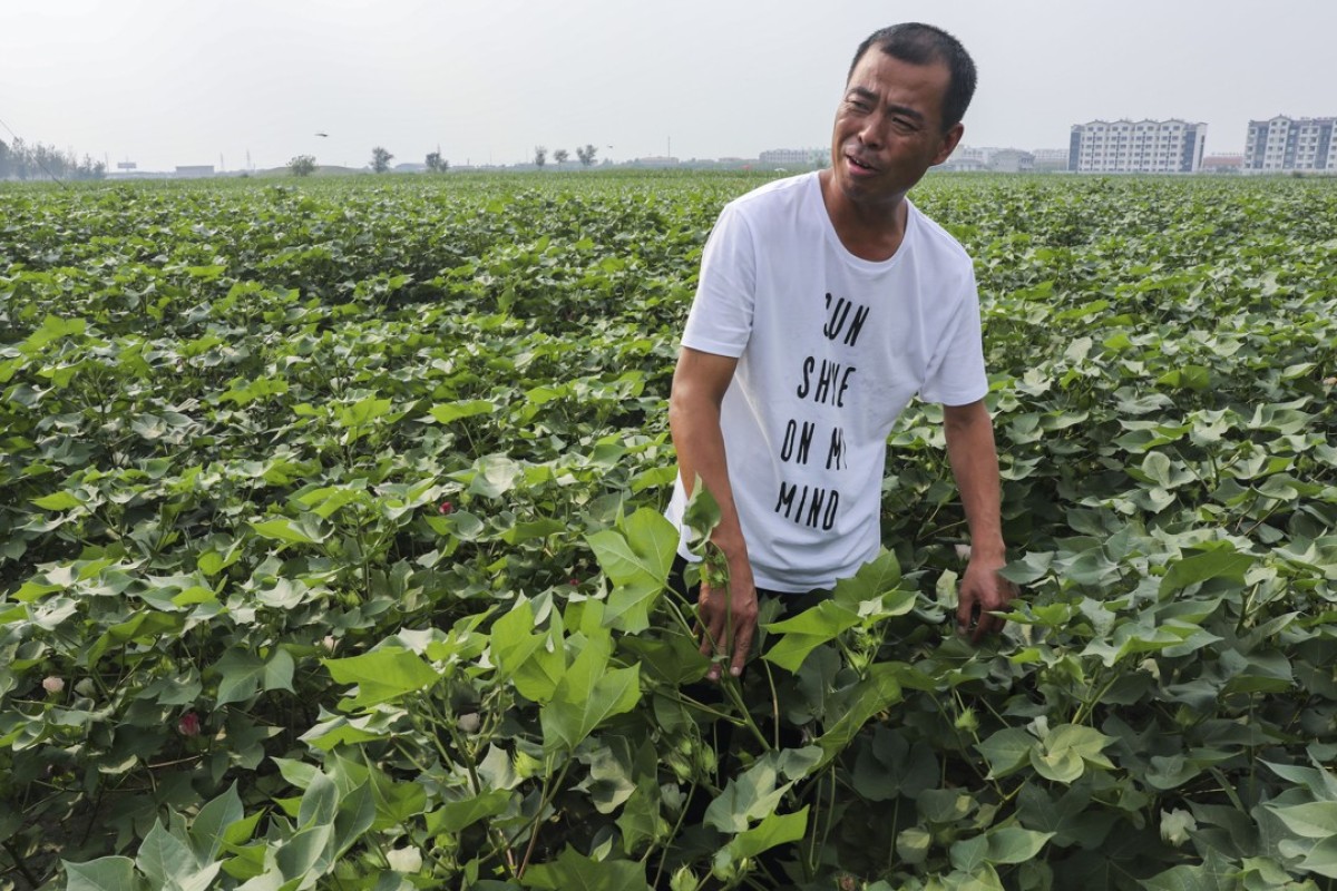 Wang Jianjun, chairman of Shandong Bingzhou Nongxi Cotton Professional Cooperative, thinks cotton output could be increased by as much as 80 per cent. Photo: Simon Song