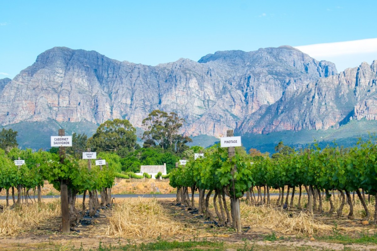 South African Pinotage Grape Born Of Cinsault And Pinot - 